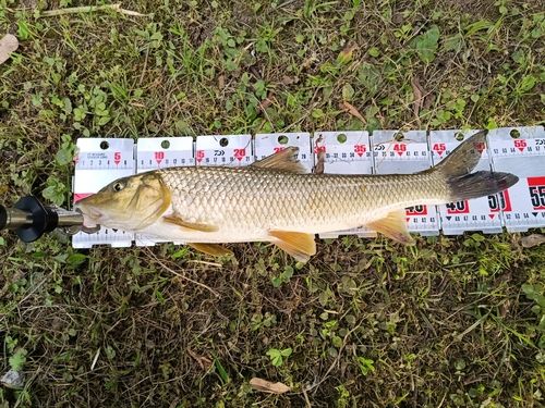 ニゴイの釣果