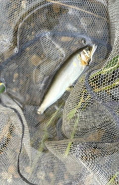 アユの釣果