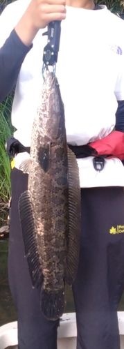 ライギョの釣果