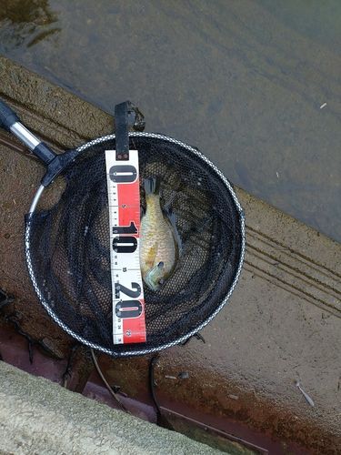 ブルーギルの釣果