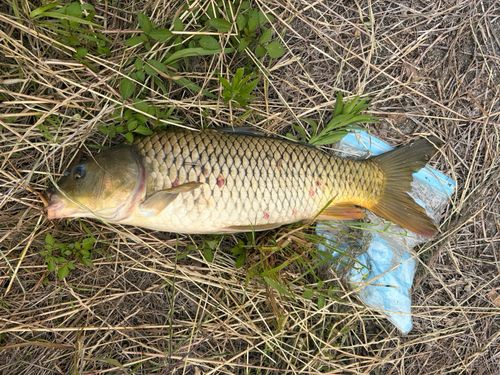 コイの釣果
