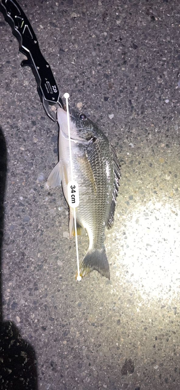 DAIWA 11リバティクラブ シーバス 86MLの最安値・インプレ・釣果