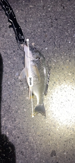 キビレの釣果