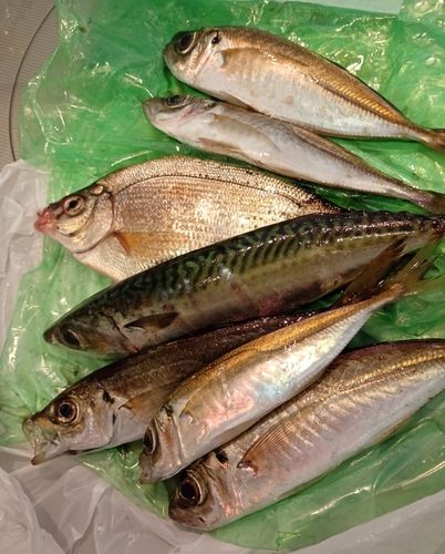 アジの釣果
