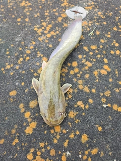 ニホンナマズの釣果