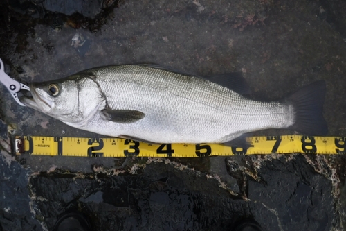 ヒラスズキの釣果