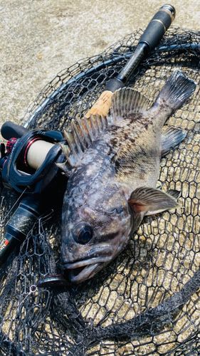 クロソイの釣果