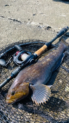 アイナメの釣果