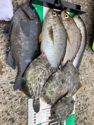イサキの釣果