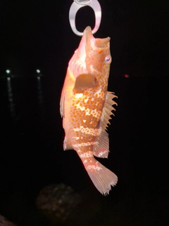 キジハタの釣果