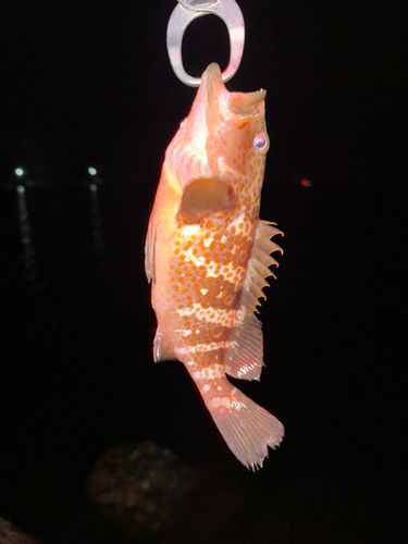 キジハタの釣果