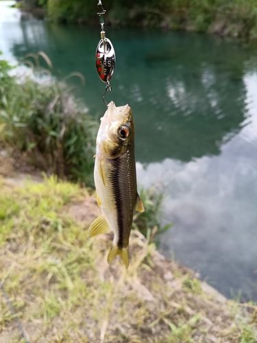 カワムツの釣果