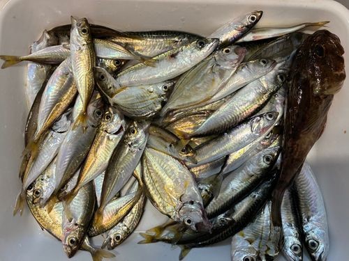 アジの釣果