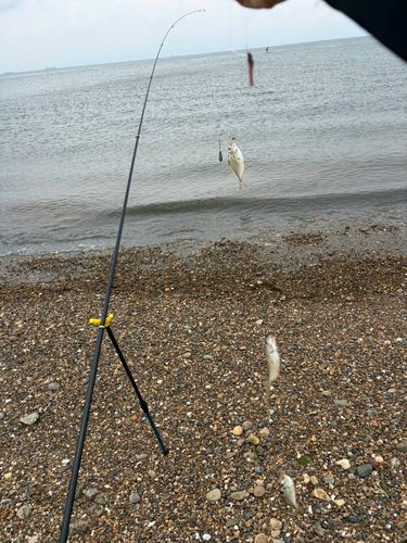 ヒイラギの釣果