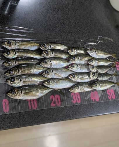 アジの釣果