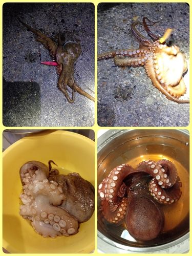 タコの釣果