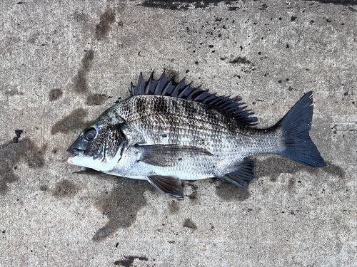チンチンの釣果・釣り情報まとめ【2026年最新】 - アングラーズ | 釣果