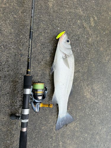 セイゴ（ヒラスズキ）の釣果