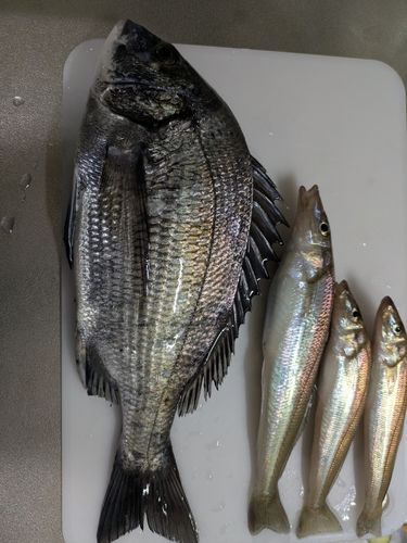 チヌの釣果