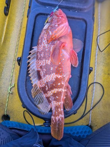 キジハタの釣果