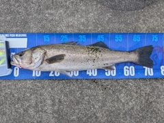シーバスの釣果