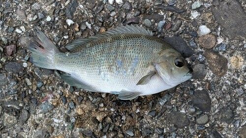 アイゴの釣果