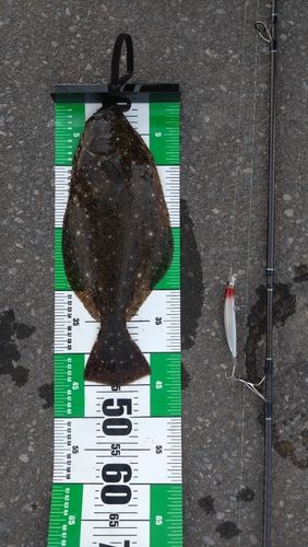 日本海で釣れたヒラメの釣り・釣果情報 - アングラーズ | 釣果600万件