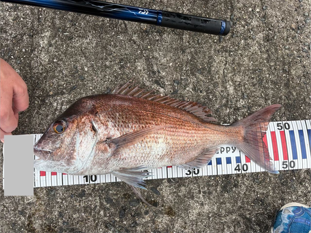 DAIWA 21メガディス HR/遠投 4-53遠投・Nの最安値・インプレ・釣果