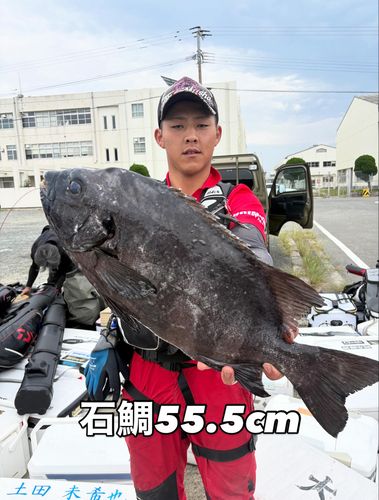 イシダイの釣果
