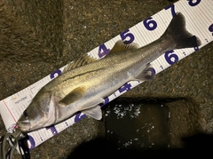 シーバスの釣果