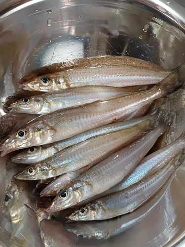 キスの釣果