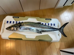 サワラの釣果