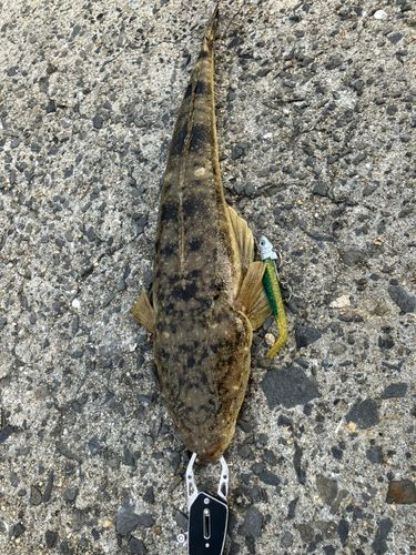 マゴチの釣果