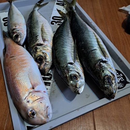 シロアマダイの釣果