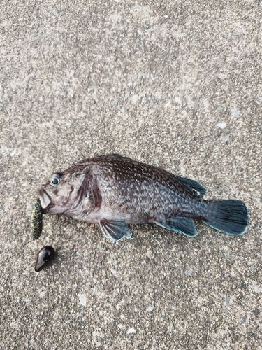 マゾイの釣果