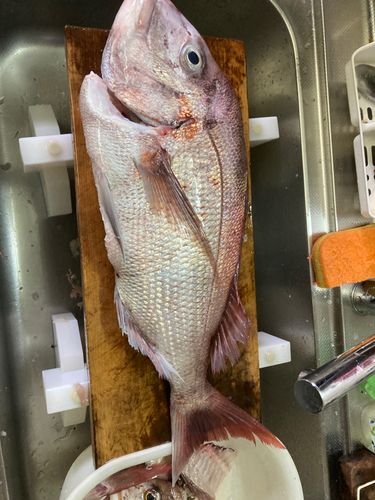 タイの釣果