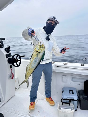 シイラの釣果