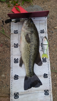 ブラックバスの釣果