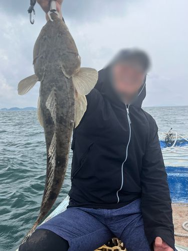 マゴチの釣果