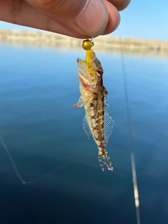 アナハゼの釣果