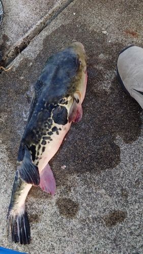 トラフグの釣果