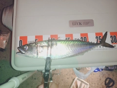 サバの釣果