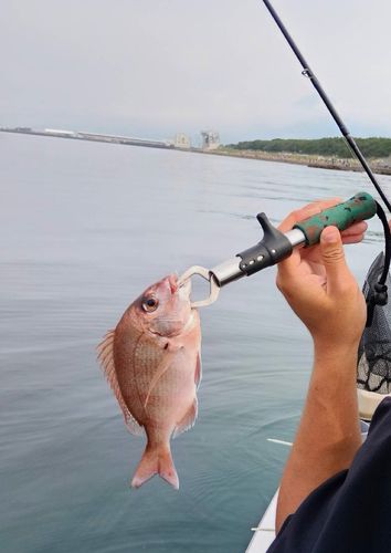 チャリコの釣果