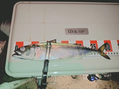 サバの釣果