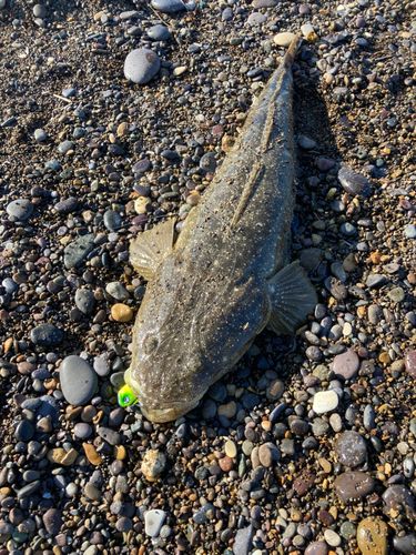 マゴチの釣果