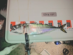 サバの釣果