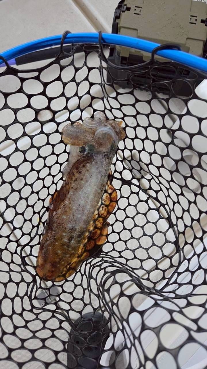 アオリイカ・タイ・カサゴの釣果写真