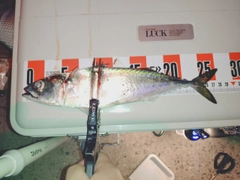 サバの釣果