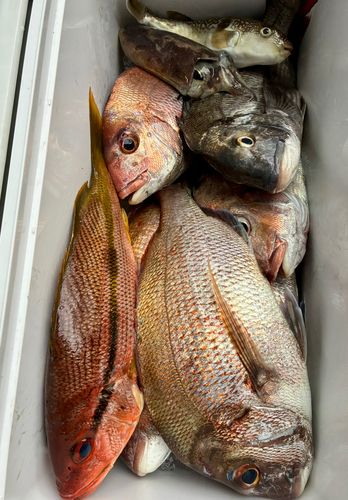 マダイの釣果