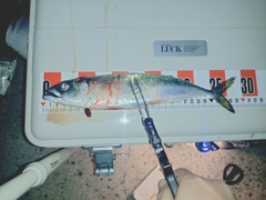 サバの釣果
